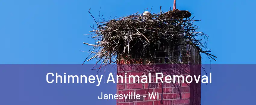 Chimney Animal Removal Janesville - WI