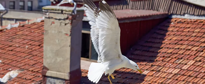 Residential Chimney Animal Removal Solution in Janesville, WI